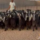 مراح معزا عوارض ربش طيبه الغالب دفيع شرط العدد 73 بالفحل