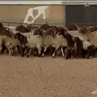 مراح غنم نعيم طيبه 39 بالفحل معها 10