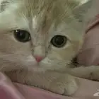 قط سكوتش ستريت