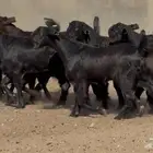 جذعات شاميات نوادر خصم الخصم العدد 10