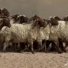 غنم نعيم دبس طيبه نصها دفيع العدد 15 بالفحل