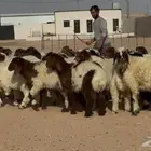 بهم نعيم هرافي الغالب خرفان طيبه العدد 46