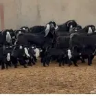 معزا عوارض متابيع طيبه نصها اتوام 16 بالفحل يتبعها 22