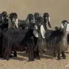 معزا عوارض دفيع ومضاريع العدد 20 بالفحل