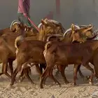 معزا حنوبيات دهم طيبه دفيع وحليب العدد 10 بالفحل