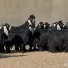 معزا عوارض طيبه دفيع شرط والغالب حصيب العدد 19 بالفحل