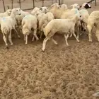 رخال ذبايح ومقني