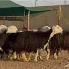 غنم نجد طيبه دفيع شرررط العدد 9