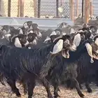 مراح معزا عوارض شبب 67 بفحولها