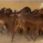 معزا قبرصيات ومصريات دهم طيبه الغالب دفيع العدد 19 بالفحل