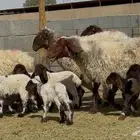 غنم نعيم دبس متاويم 4 معها 8 البيع 2850