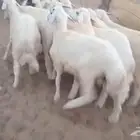 طليان