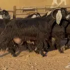 معزا عوارض حليب طيبه العدد 11