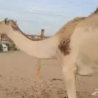 مهجنة أصيل