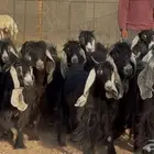 معزا عوارض ربش أشباب العدد 17