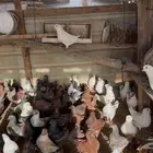 حمام كنق ومديني