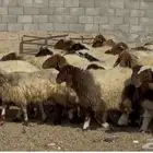 عنم نعيم متابيع طيبه اغلب بهمها ذبايح العدد 50 معها 50