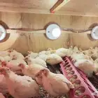 سمان تكساس الامريكي