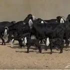 معزا عوارض جروم متاويم 10 معها 18