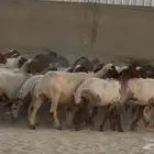 مراح نعيم دبس أشباب العدد 61