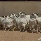 مراح معزا بيشيات دفيع طيبه