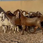 معزا مشاريك دهم وملاوين العدد 19