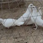 حمام صنعاوي