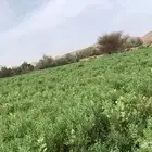 حناء عضوي ورق نظيف اخضر جمله