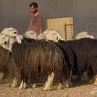 غنم نجد متابيع ودفيع فاااخره العدد 17 يتبعها 5