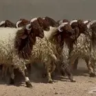 جذعان نعيم طيبه العدد 14