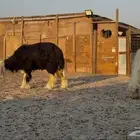 نجد صنف للبيع