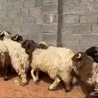 طليان نعيمي
