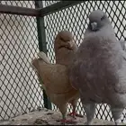 السلام عليكم