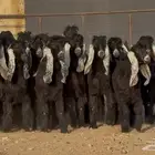 جذعات عوارض صنف فاااخره العدد 22 بالفحول 2