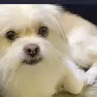 كلب ضايع