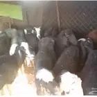 للبيع نعاج ومعزا