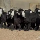 جذعات عوارض صنف فاخره 13 بالفحول 2