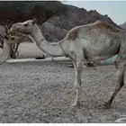 خلفه للبيع