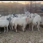 للبيع طليان هجين رفيدي في حري