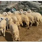 خرفان حري
