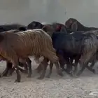 معزا قبرصيات دبس جم دفيع العدد 10 بالفحل
