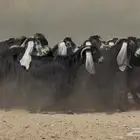 نقوة مراح عوارض صنف العدد 35 بالفحل