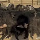 معزا حبش حليب ( تو مسحوب بهمها ) العدد 14