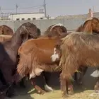 قبرصيات دهم فواخر العدد 8