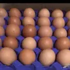 بيض لوهمان بيور مائده غير مخصب للاكل