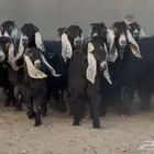 مراح معزا عوارض جروم عددها 15 يتبعها 8 جذعات
