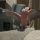 ببغاء كوكاتو