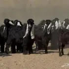 جذعات عوارض صنف العدد 20 بالفحول 2