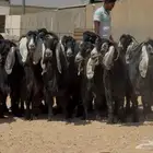 نقوة مراح عوارض طيبه الغالب دفيع العدد 20 راس