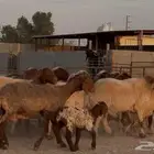 غنم نعيم دبس طيبه دفيع العدد 24 بالفحل يتبعها 2